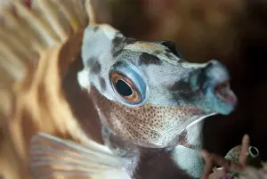 Rabbitfish: Rabbitfish - with night colours during night dive