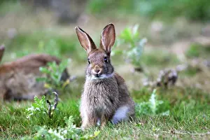 Expresssions: Rabbits