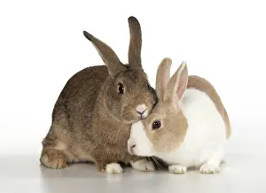 Snuggling: RABBITS. agouti and dutch rabbits, studio