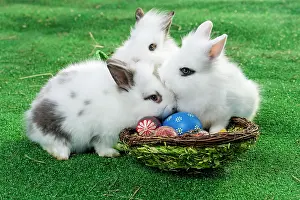 Custom: Rabbits with a basket, Easter eggs
