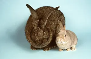 Netherland: RABBITS - British Giant and Netherland Dwarf