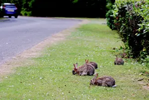Verge: Rabbits - feeding on road verge