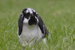 Belier: Rabbits in the meadow