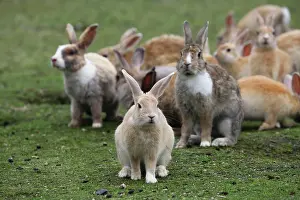 Okunoshima: Rabbits of Okunoshima