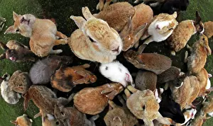 Okunoshima: Rabbits of Okunoshima