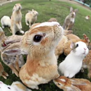 Okunoshima: Rabbits of Okunoshima