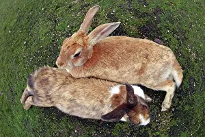 Okunoshima: Rabbits of Okunoshima