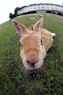Okunoshima: Rabbits of Okunoshima