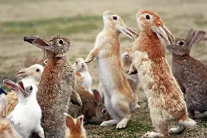 Okunoshima: Rabbits of Okunoshima