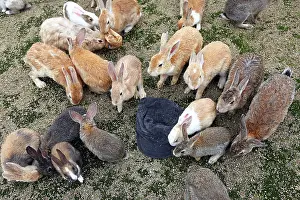 Okunoshima: Rabbits of Okunoshima