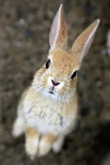Okunoshima: Rabbits of Okunoshima