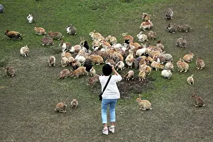 Okunoshima: Rabbits of Okunoshima