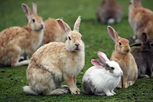 Okunoshima: Rabbits of Okunoshima