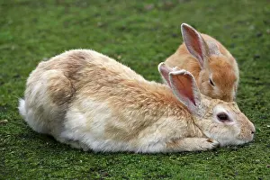 Okunoshima: Rabbits of Okunoshima