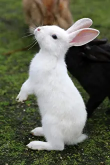Okunoshima: Rabbits of Okunoshima