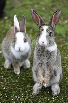 Okunoshima: Rabbits of Okunoshima