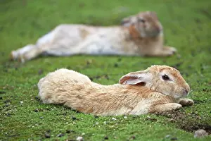 Okunoshima: Rabbits of Okunoshima