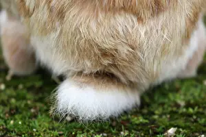 Okunoshima: Rabbits of Okunoshima
