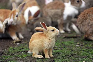 Okunoshima: Rabbits of Okunoshima