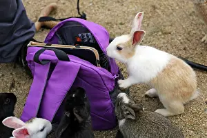 Okunoshima: Rabbits of Okunoshima