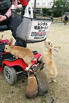 Okunoshima: Rabbits of Okunoshima