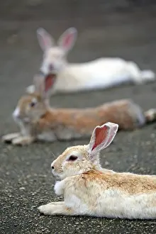 Okunoshima: Rabbits of Okunoshima