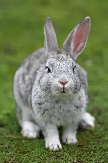 Okunoshima: Rabbits of Okunoshima