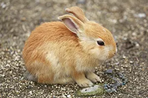 Okunoshima: Rabbits of Okunoshima