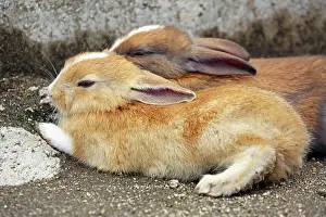 Okunoshima: Rabbits of Okunoshima