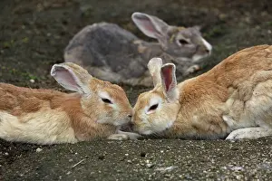 Okunoshima: Rabbits of Okunoshima