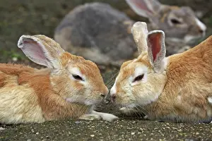 Okunoshima: Rabbits of Okunoshima