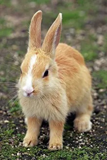 Okunoshima: Rabbits of Okunoshima