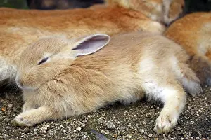 Okunoshima: Rabbits of Okunoshima