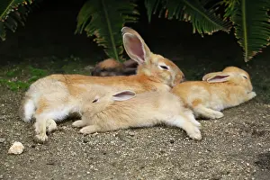 Okunoshima: Rabbits of Okunoshima