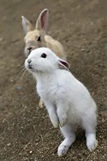 Okunoshima: Rabbits of Okunoshima