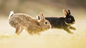 Cuniculus: Two rabbits (Oryctolagus cuniculus), playing, crossing