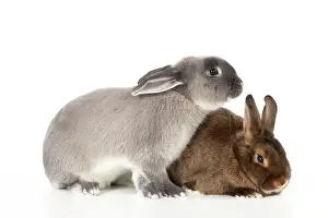 Satin: RABBITS - Smoke pearl and mini castor satin