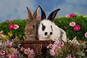 Pictures: Two rabbits surrounded by flowers, sitting on a