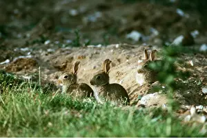 Burrows: RABBITS - x three young