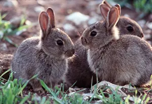 Rabbits: RABBITS - two young