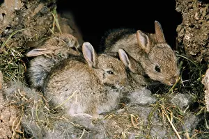 Elizabeth Bomford: Rabbits - young in burrow