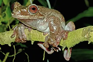 Limb: Rabb's Fringe Limb Tree Frog
