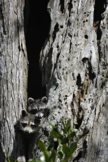 Lotor: Raccon pair in tree - Pair of Raccons in tree -