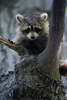 Raccoons: Raccon in tree - Raccon in tree - North America