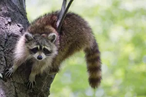 Raccoons: Raccon in tree - Raccon in tree - North America