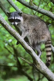 Nationa: Raccoon