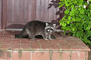 Doorstep: Raccoon
