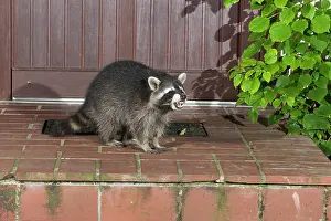 Doorstep: Raccoon