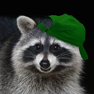 Baseball: Raccoon