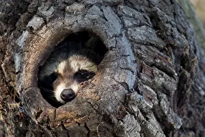 Raccoons: Raccoon
